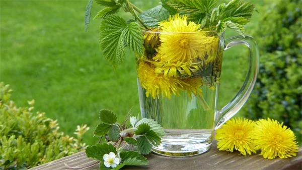 自然復元の始め方：完璧な芝生を捨てる5ステップ