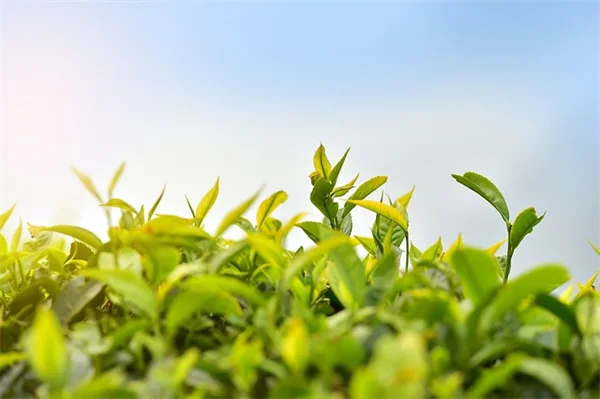 IKEAキャビネットをミニ温室にDIY！観葉植物が冬でも元気に育つ方法を私が実践