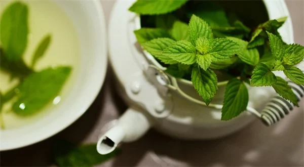ホリホックが枯れる原因は線虫？症状と家庭でできる対策を徹底解説