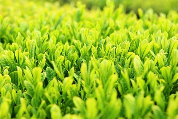 菜園スペースを最大限に活用！7種類の野菜で実践する間作テクニック